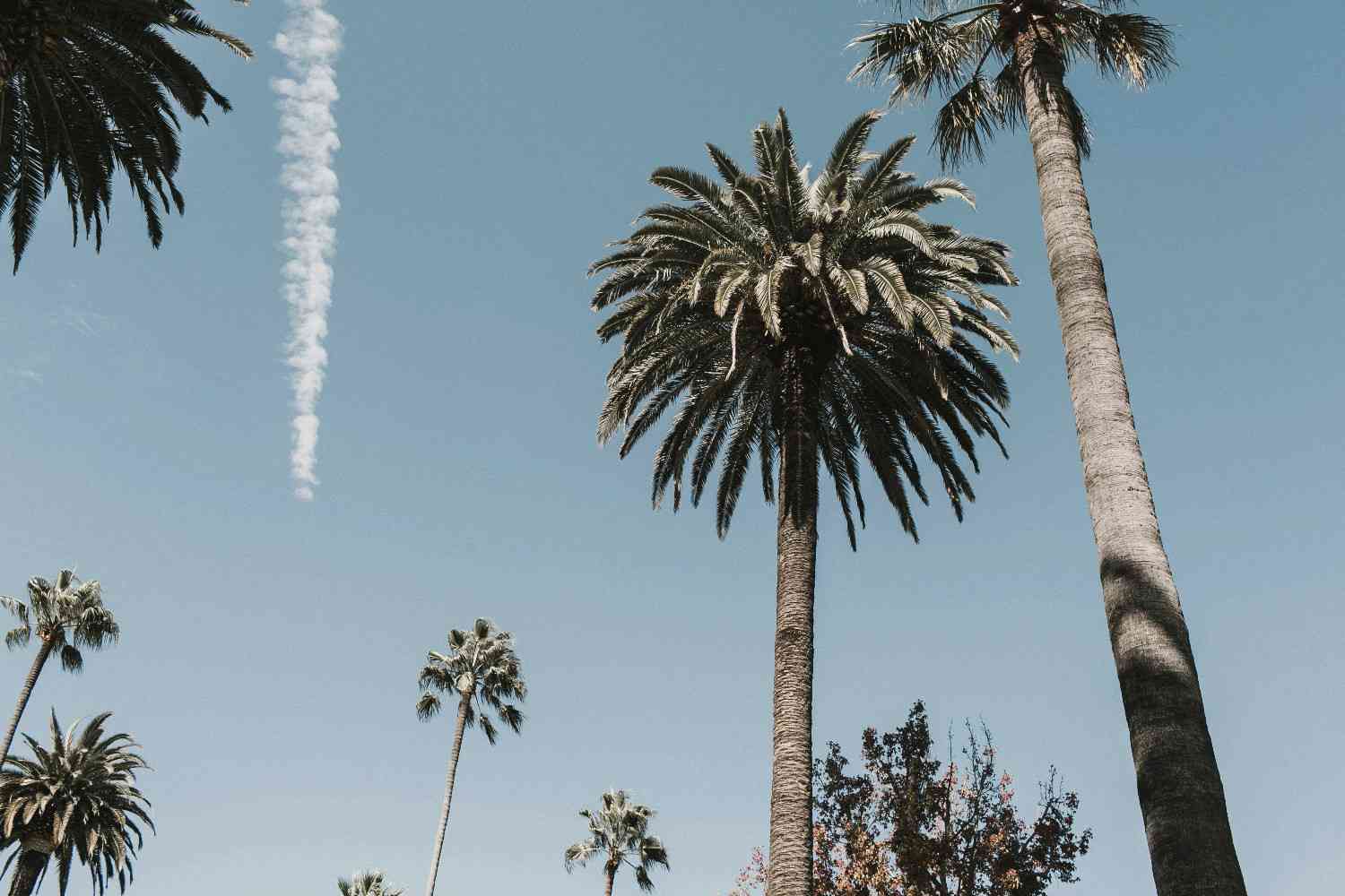 Los Angeles Housing Market 2025 / palm trees